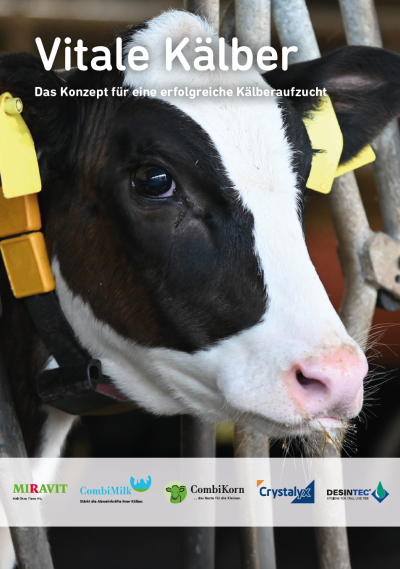 Nahaufnahme von einem Kalb