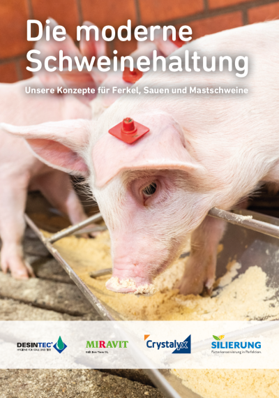 Ein Schwein frisst aus einem Futtertrog