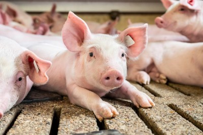 Ein Ferkel liegt im Stall und schaut in die Kamera.