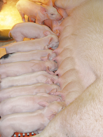Viele Ferkel säugen an einer Sau.